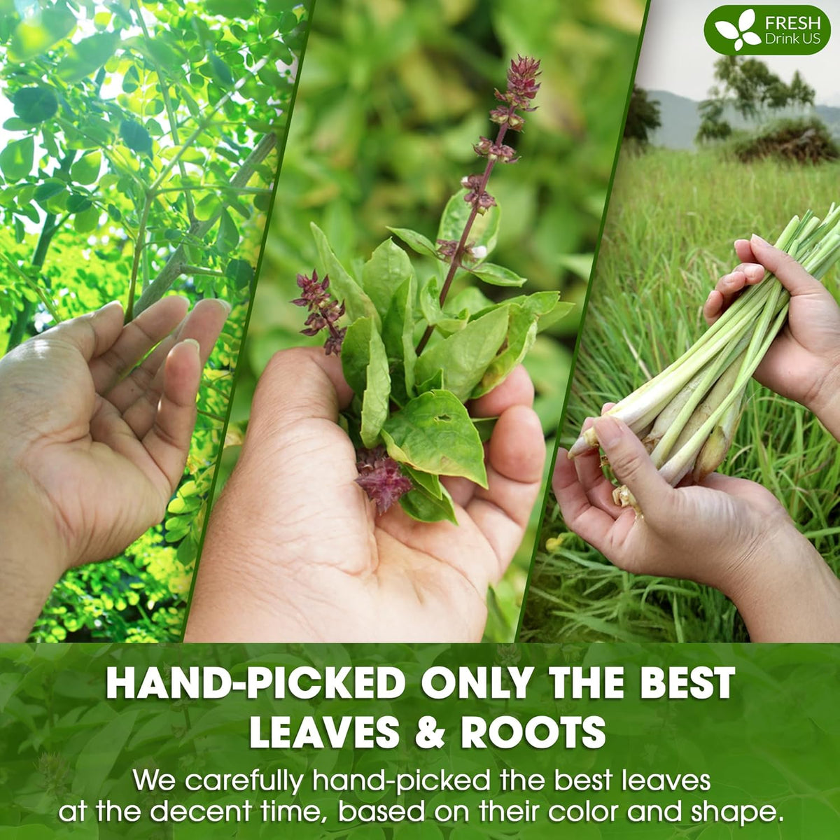 Premium Tulsi Moringa Lemongrass Tea Bags, 100% Natural & Pure from Tulsi Holy Basil Leaves, Moringa & Lemongrass