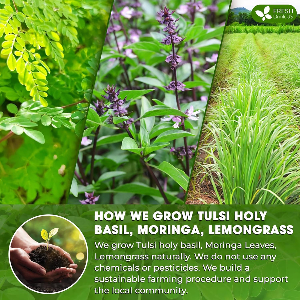 Premium Tulsi Moringa Lemongrass Tea Bags, 100% Natural & Pure from Tulsi Holy Basil Leaves, Moringa & Lemongrass